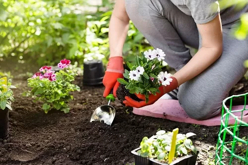Berkebun adalah hobi yang menenangkan dan dapat membantu Anda merasa lebih terhubung dengan alam.
